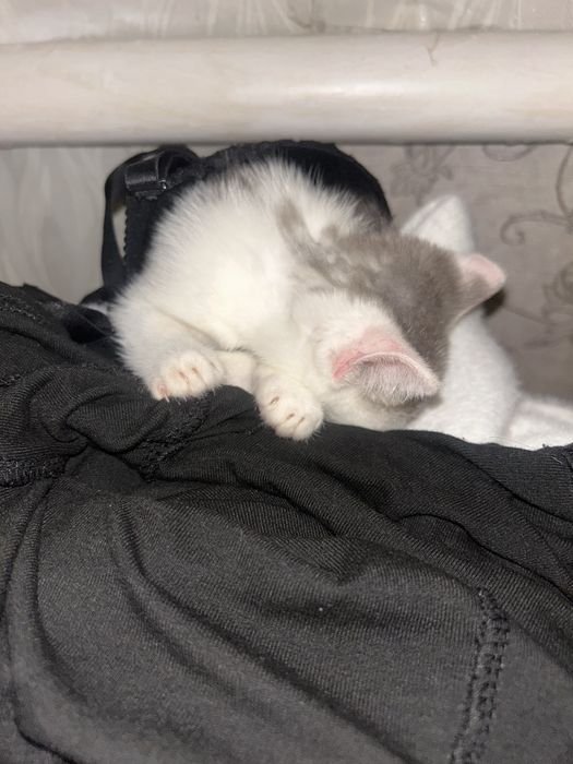 котянка в добрые руки
