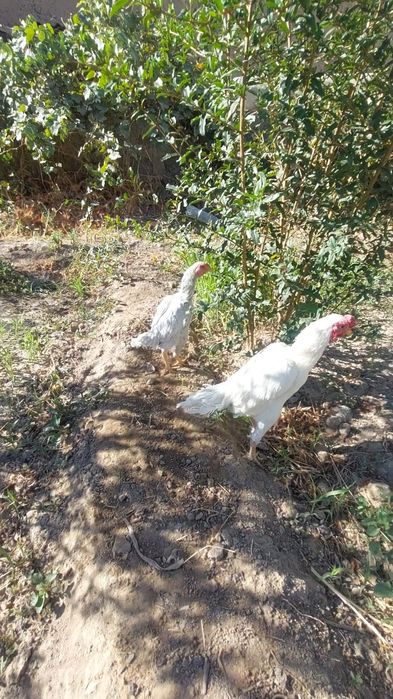 1+1 Ko shamo sotiladi