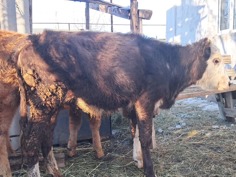 Үш тана 10айлык узынагашта