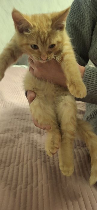 Котята одам срочно в добрые руки
