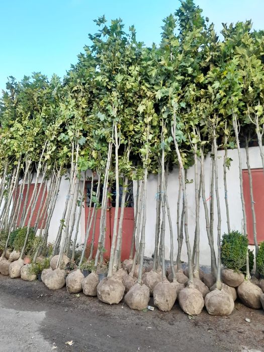 Copaci ornamentali platan mesteacăn tei artar