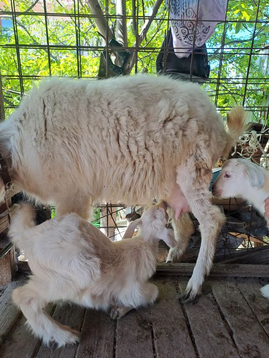 Коза с козлятами