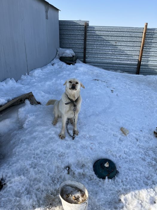 Оттдам сабаку даром