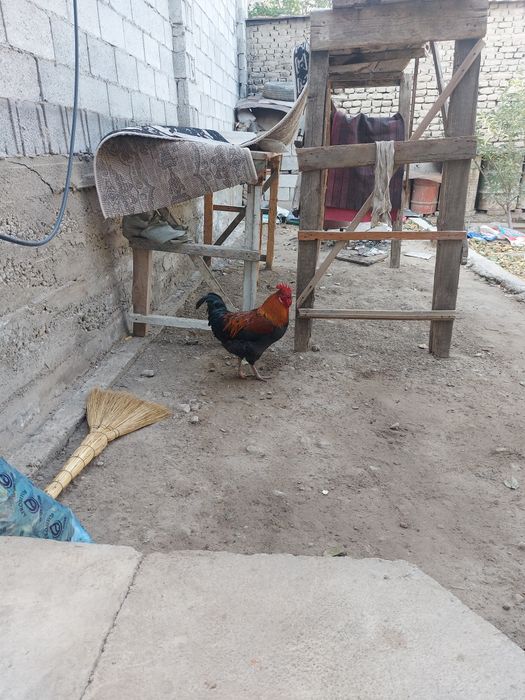 Horoz sotiladi soglom