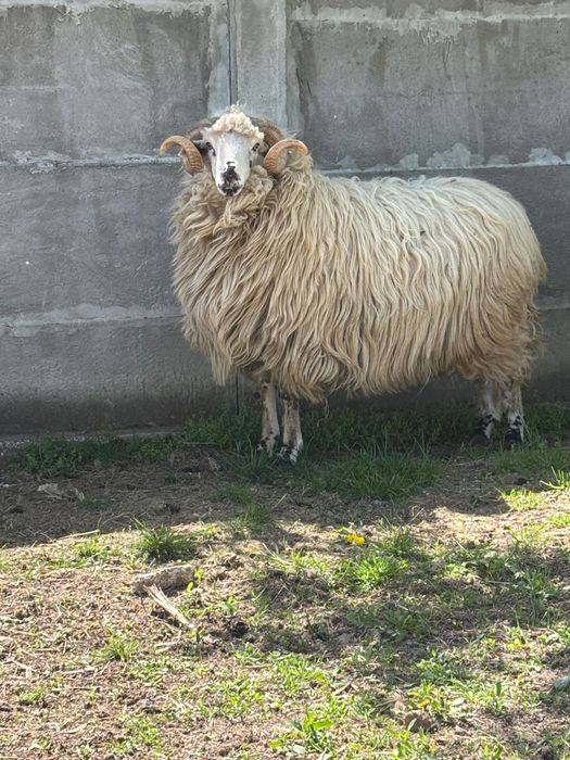 Berbeci deosebiți de vânzare – crescuți de mici, foarte bine îngrijiți