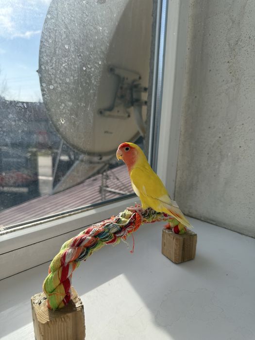 Продам попугаев , можно с клеткой можно без