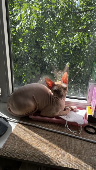 Сфинкс в добрые руки