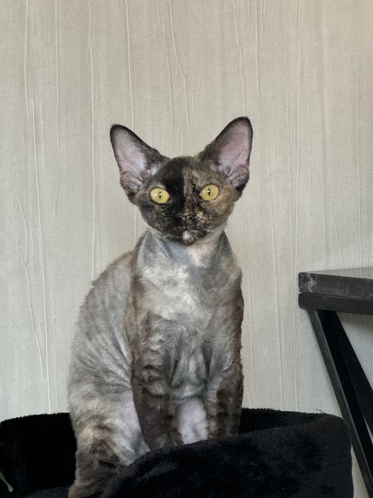 Котка,  devon rex