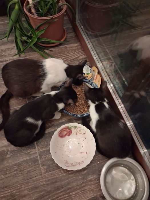 Caut stăpân pentru o familie de pisicute ,mama si 3 pisoi,alb cu negru