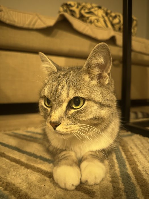 Кот в добрые руки