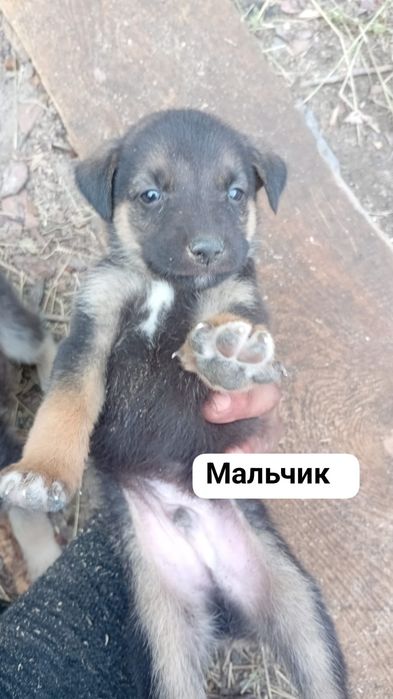 Щенки в добрые руки