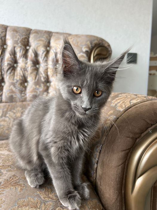 Котёнок девочка Мейн Кун 3 месяца