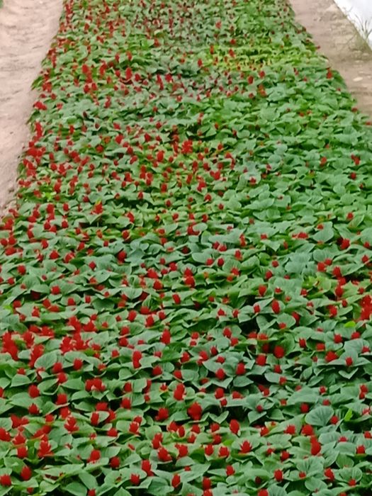 Gullar sotiladi tayges saliviya va pituniya gullari