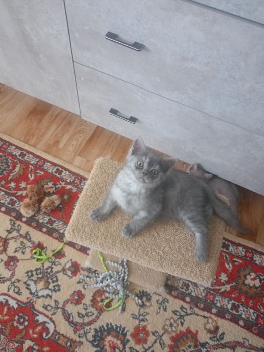 Шотландские котята