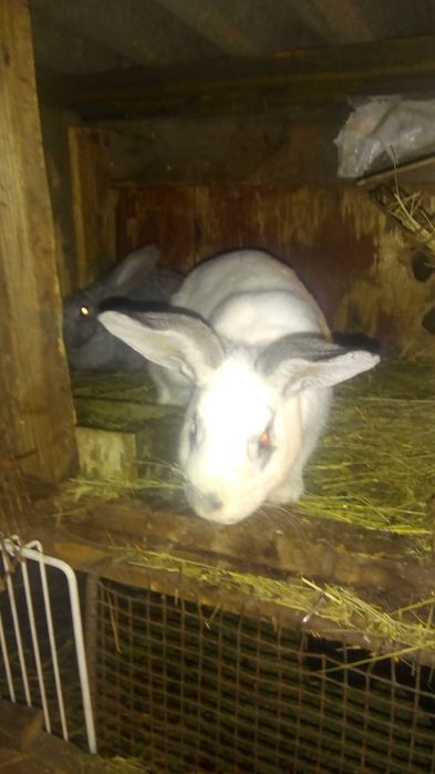 Кролики кролики  кролики