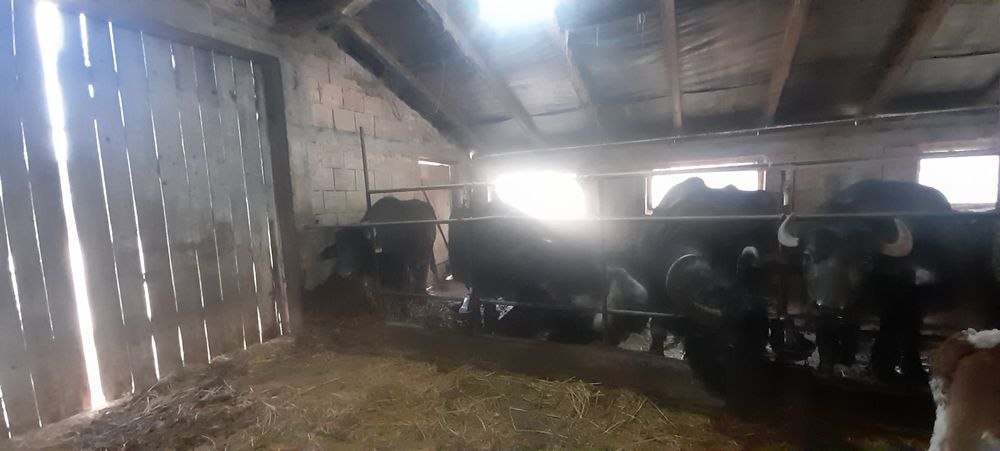 Vand bivolite,juninci și vitei de bivol