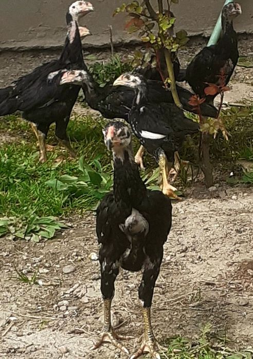 Реально ДЕРЗКИЕ О Шамо немцы . 28 января вывод.