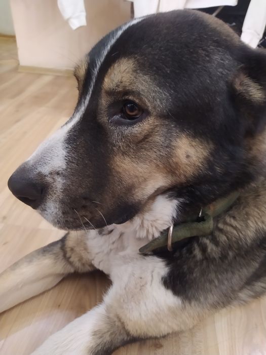 Вязка САО кобель