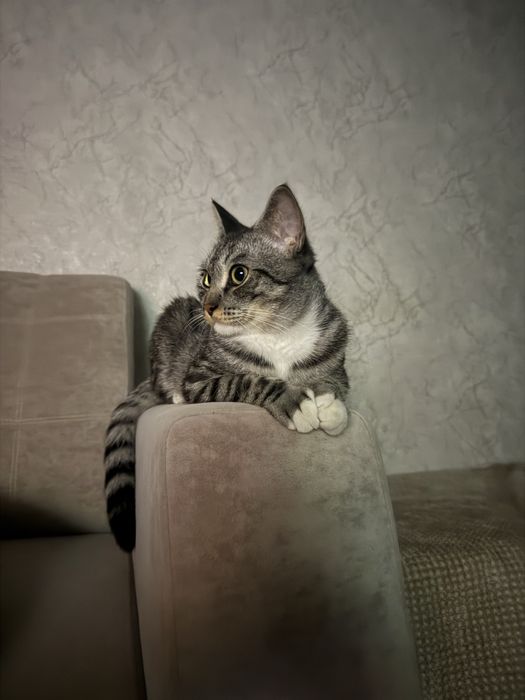 Отдаем кота в хорошие руки