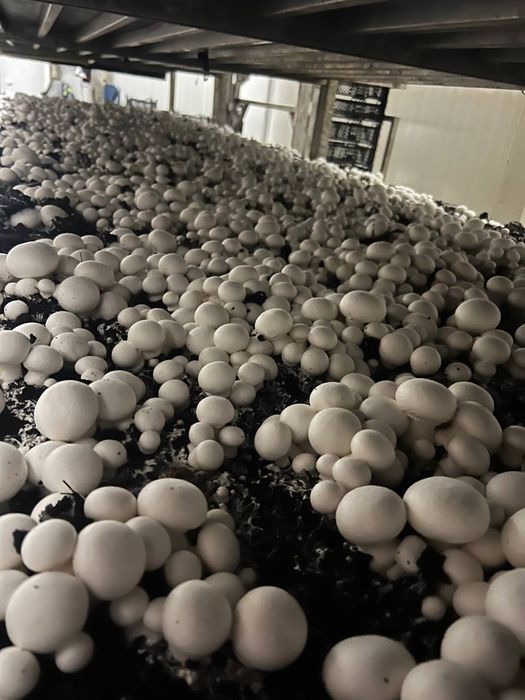 Шампиньоны собственного выращивание