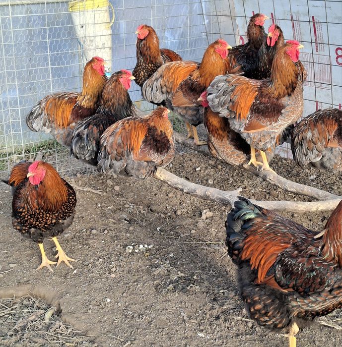 Vând cocoși Wyandotte