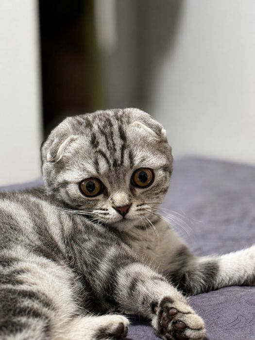 Продается котенок