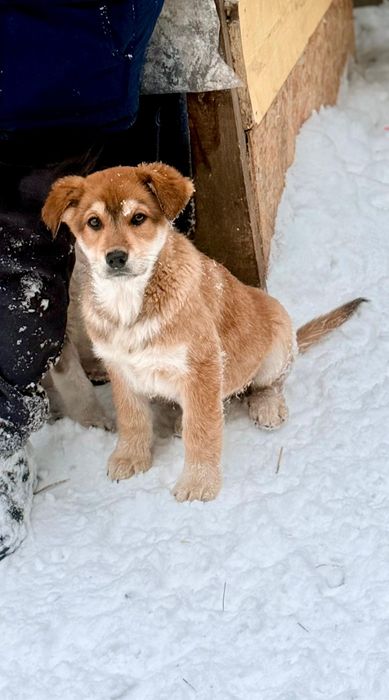 Отдам щенка в добрые руки