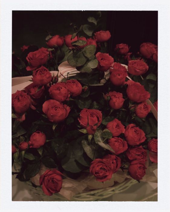 Продаю цветы, кустовые розы