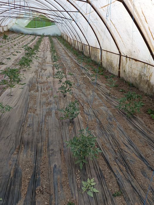 Solar legume 9/36