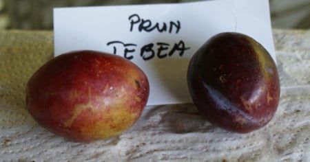 Pomi Străvechi Glia Strămoșească (Soiuri de PRUN)