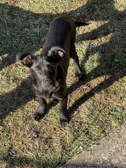 Осинови кученце