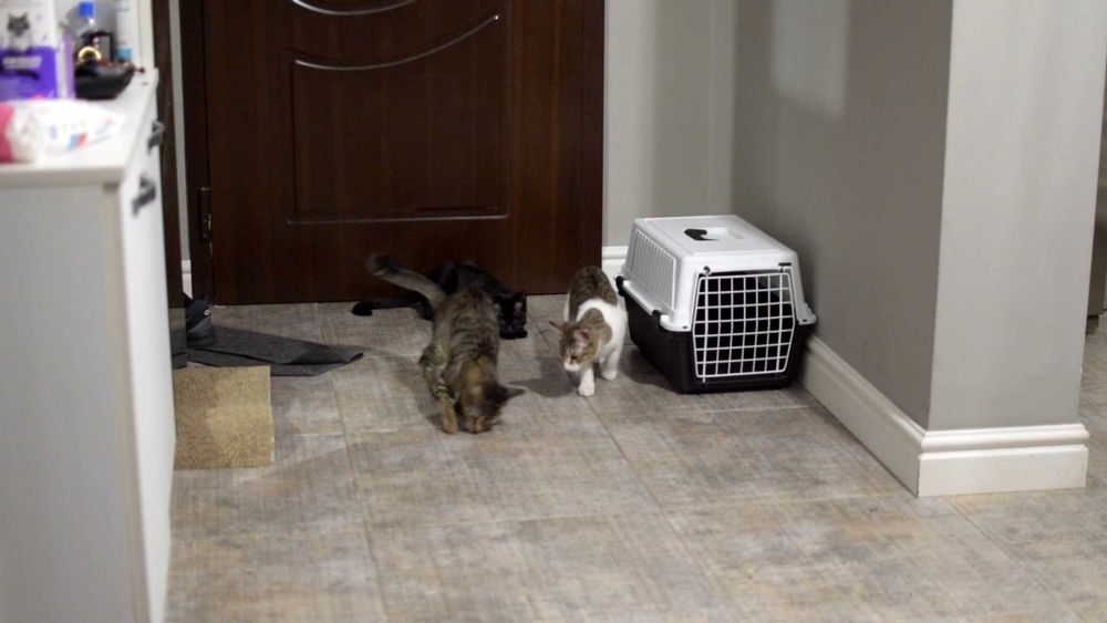 Три котета търсят дом