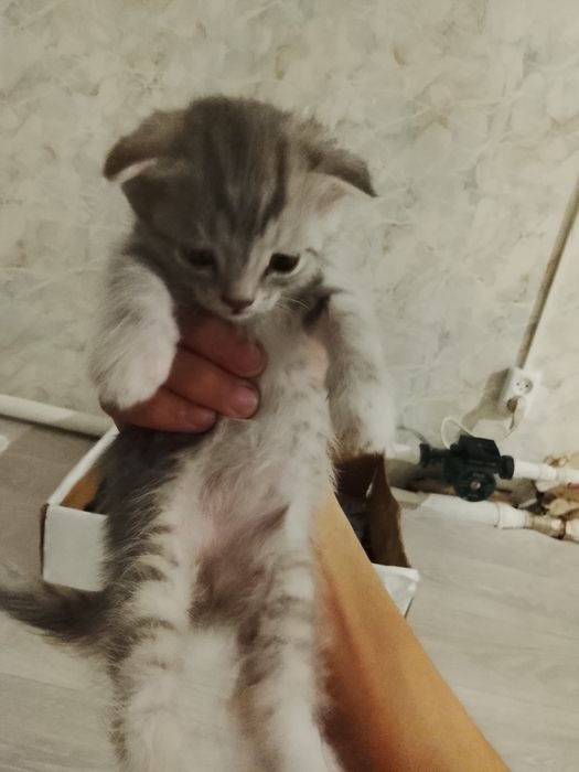 Отдам котят мальчиков в добрые руки