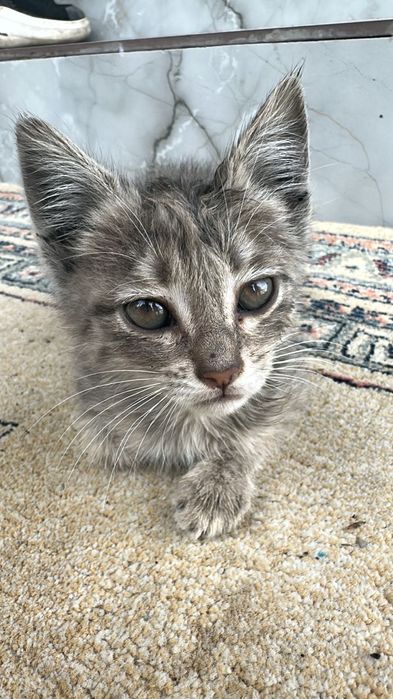 котенок девочка в добрые руки!