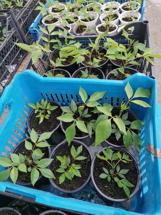 Еводия Даниели-Дървото на пчеларя, Албиция, Южна Копривка. Медоносни.