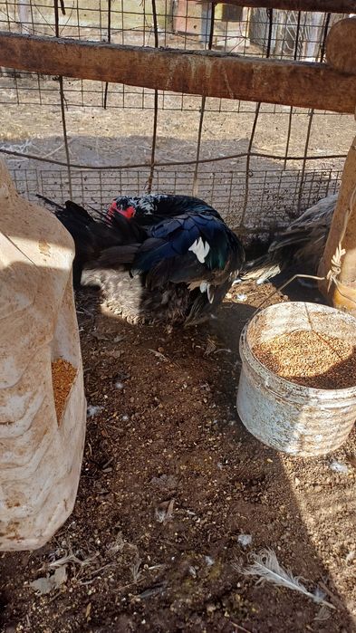 Индаутка дайин кораз