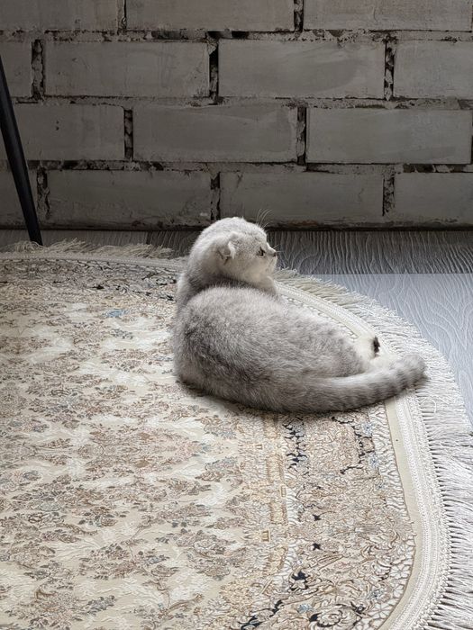 Кот готов к вязке