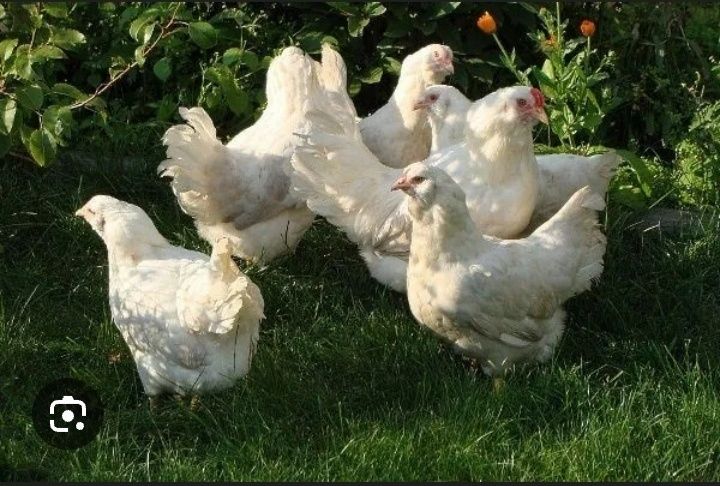 Цыплята породы америкуана