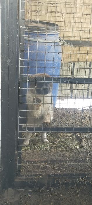 Продам щенка Алабая два месяца ей