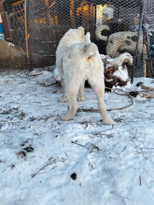 Байцовый Алабай.