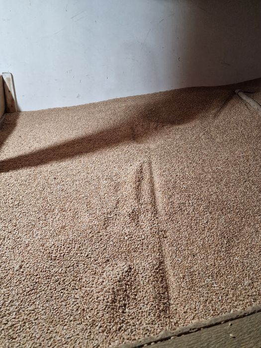 Grâu, porumb, triticale