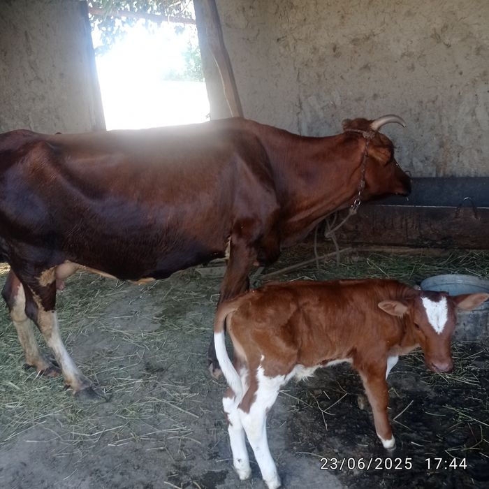 Ona bola mol sotladi