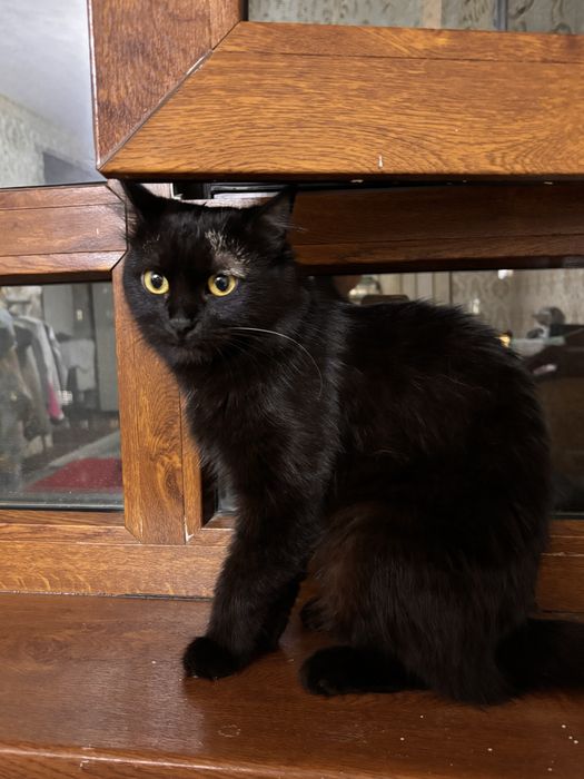 кора мушук бомбей 1,5 ёш , киз бола