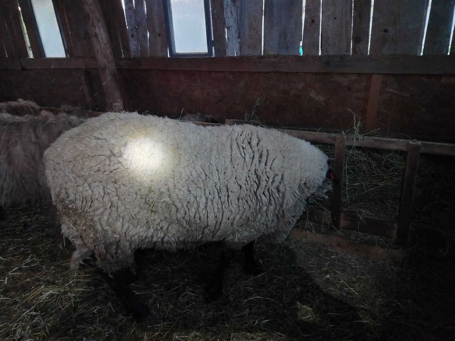 Vând berbec suffolk