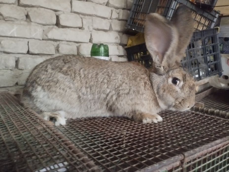 Фландр қуён 4 ойлик самец боласи сотилади