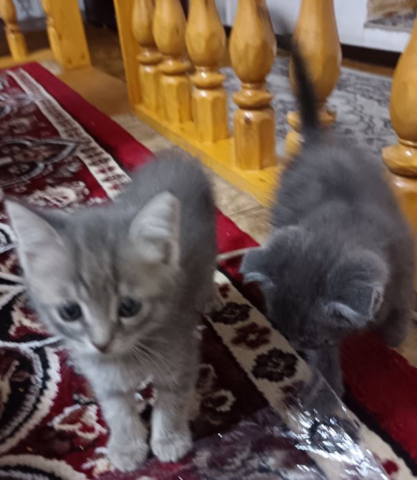 Скотш страйт хамда скотш фолд мушукчалар бор 2 ойлик