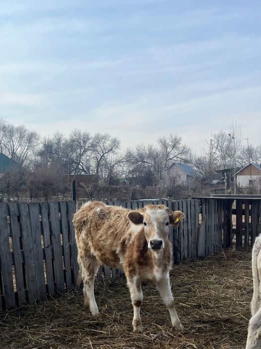 2 ұрғашы баспақ сатылады