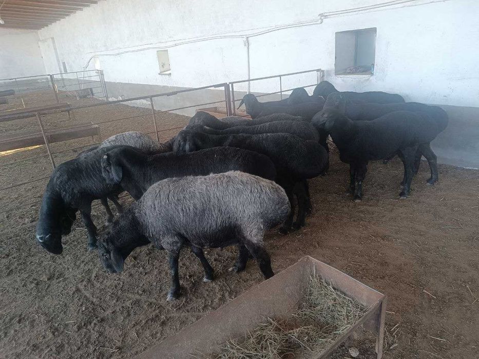 Майда шохли қўй моллари