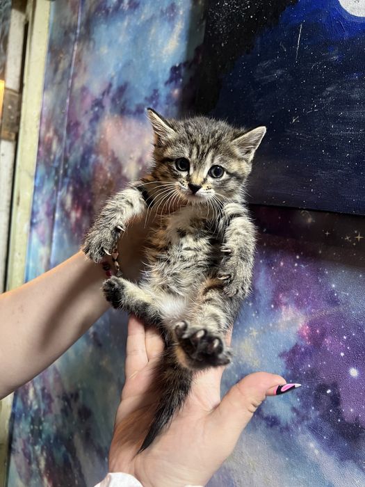 Котята вислоухие