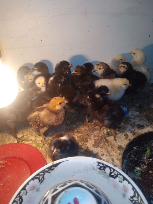 28 000 жужалар сотилади бир хафталик